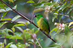 Chlorophonia occipitalis