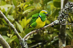 Chlorophonia callophrys