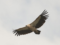 Gyps himalayensis