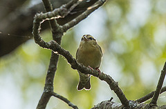 Helmitheros vermivorum
