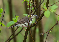 Parkesia noveboracensis