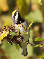 Vermivora chrysoptera