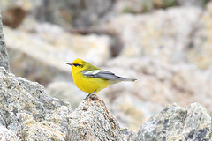 Vermivora cyanoptera