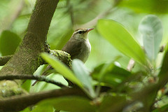 Limnothlypis swainsonii