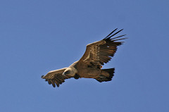 Gyps fulvus