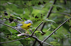 Oreothlypis superciliosa