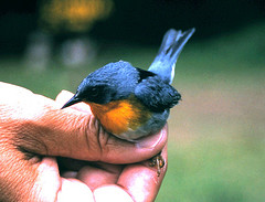 Oreothlypis gutturalis