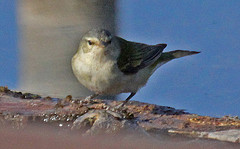 Leiothlypis peregrina