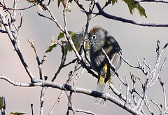 Leiothlypis crissalis