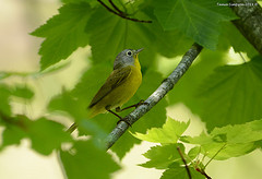 Leiothlypis ruficapilla