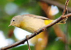 Leiothlypis virginiae