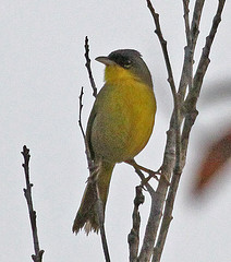 Geothlypis poliocephala