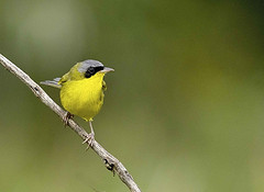 Geothlypis aequinoctialis