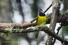 Geothlypis philadelphia