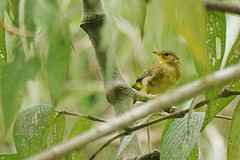 Geothlypis semiflava