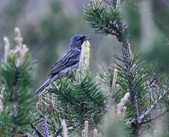 Setophaga kirtlandii