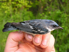 Setophaga cerulea