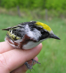 Setophaga pensylvanica