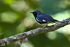Setophaga caerulescens