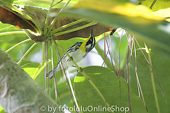 Setophaga flavescens