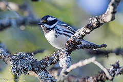 Setophaga nigrescens