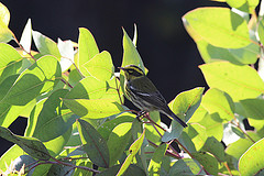 Setophaga townsendi