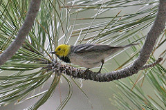 Setophaga occidentalis