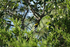 Setophaga chrysoparia