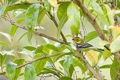 Setophaga virens