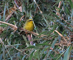 Myiothlypis luteoviridis