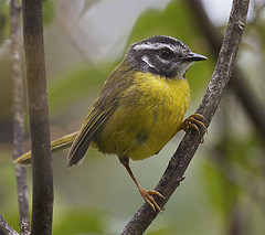 Myiothlypis basilica