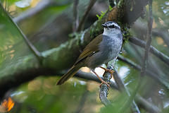 Myiothlypis leucophrys