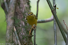 Myiothlypis flaveola