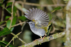 Myiothlypis leucoblephara