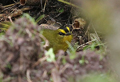 Myiothlypis nigrocristata