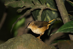 Myiothlypis fulvicauda