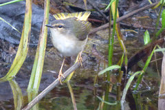 Myiothlypis rivularis