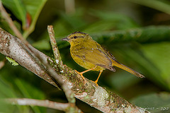 Myiothlypis roraimae