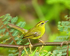 Myiothlypis chrysogaster