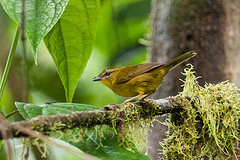 Myiothlypis chlorophrys
