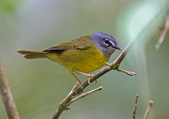 Myiothlypis conspicillata