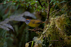 Myiothlypis coronata
