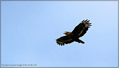 Spilornis kinabaluensis