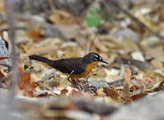 Basileuterus lachrymosus