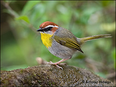 Basileuterus rufifrons