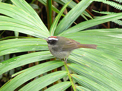 Basileuterus melanogenys