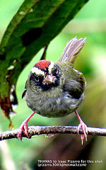 Basileuterus ignotus