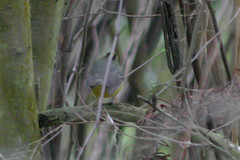 Basileuterus culicivorus