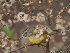 Basileuterus trifasciatus