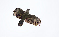 Spilornis rufipectus